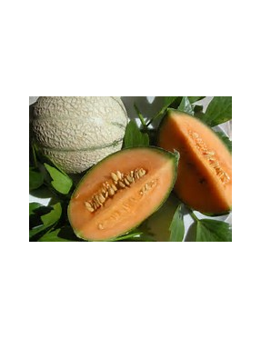 Confiture de Melon
